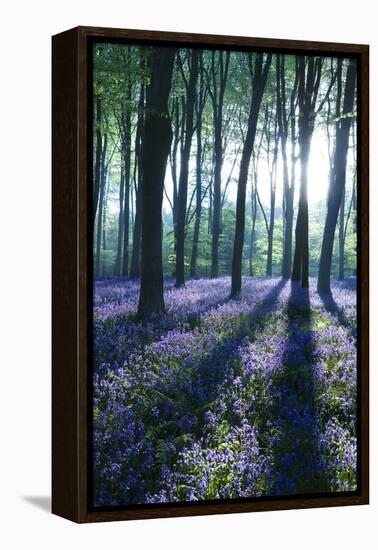 Sunlight Through Treetrunks in Bluebell Woods, Micheldever, Hampshire, England-David Clapp-Framed Premier Image Canvas