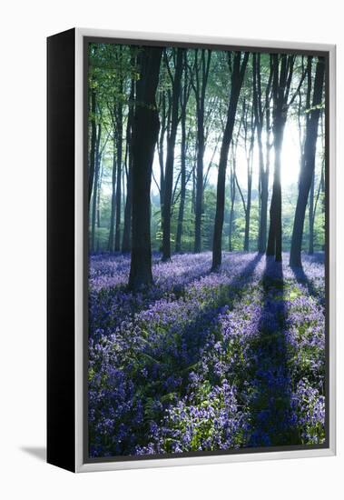 Sunlight Through Treetrunks in Bluebell Woods, Micheldever, Hampshire, England-David Clapp-Framed Premier Image Canvas