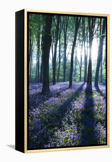 Sunlight Through Treetrunks in Bluebell Woods, Micheldever, Hampshire, England-David Clapp-Framed Premier Image Canvas