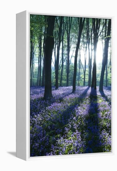 Sunlight Through Treetrunks in Bluebell Woods, Micheldever, Hampshire, England-David Clapp-Framed Premier Image Canvas