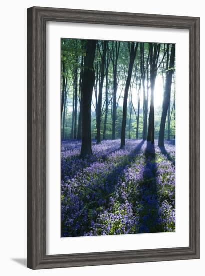 Sunlight Through Treetrunks in Bluebell Woods, Micheldever, Hampshire, England-David Clapp-Framed Photographic Print