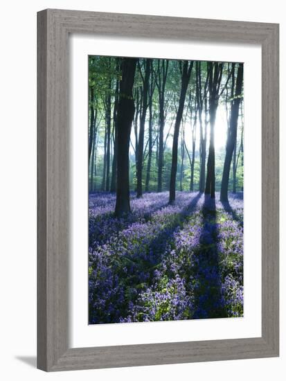 Sunlight Through Treetrunks in Bluebell Woods, Micheldever, Hampshire, England-David Clapp-Framed Photographic Print