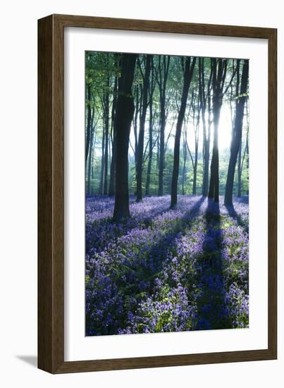 Sunlight Through Treetrunks in Bluebell Woods, Micheldever, Hampshire, England-David Clapp-Framed Photographic Print