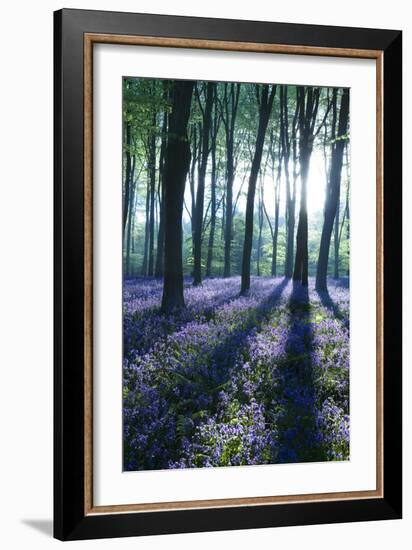 Sunlight Through Treetrunks in Bluebell Woods, Micheldever, Hampshire, England-David Clapp-Framed Photographic Print