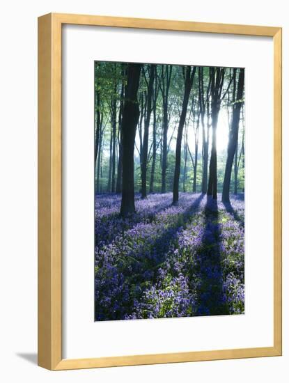 Sunlight Through Treetrunks in Bluebell Woods, Micheldever, Hampshire, England-David Clapp-Framed Photographic Print