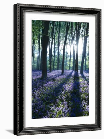 Sunlight Through Treetrunks in Bluebell Woods, Micheldever, Hampshire, England-David Clapp-Framed Photographic Print