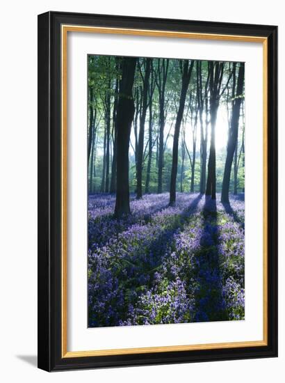 Sunlight Through Treetrunks in Bluebell Woods, Micheldever, Hampshire, England-David Clapp-Framed Photographic Print