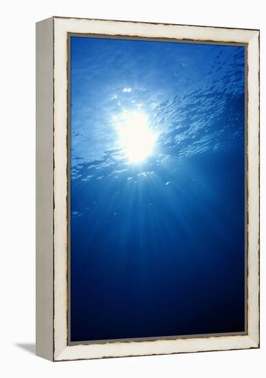 Sunlight Underwater-Matthew Oldfield-Framed Premier Image Canvas