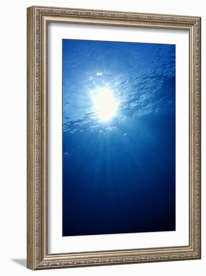 Sunlight Underwater-Matthew Oldfield-Framed Photographic Print