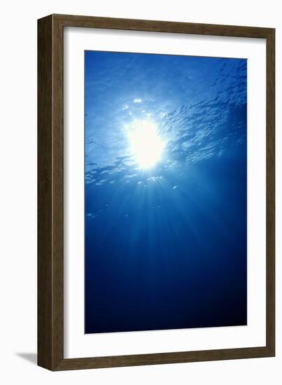 Sunlight Underwater-Matthew Oldfield-Framed Photographic Print