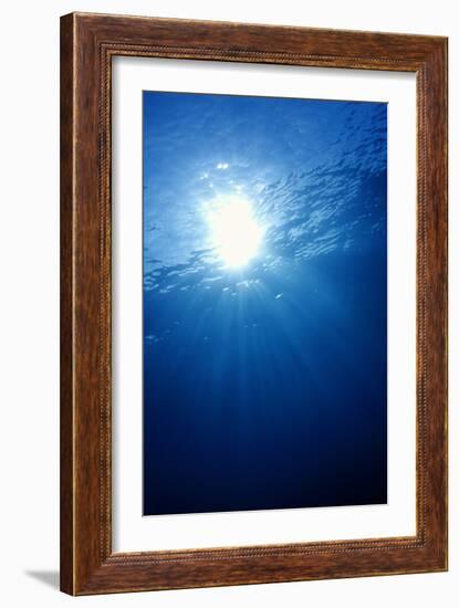 Sunlight Underwater-Matthew Oldfield-Framed Photographic Print