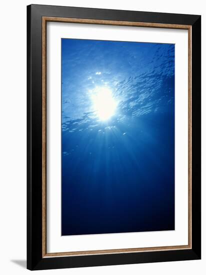 Sunlight Underwater-Matthew Oldfield-Framed Photographic Print