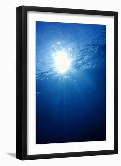 Sunlight Underwater-Matthew Oldfield-Framed Photographic Print