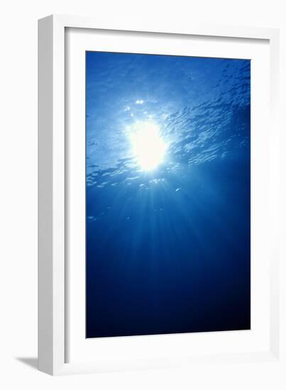 Sunlight Underwater-Matthew Oldfield-Framed Photographic Print