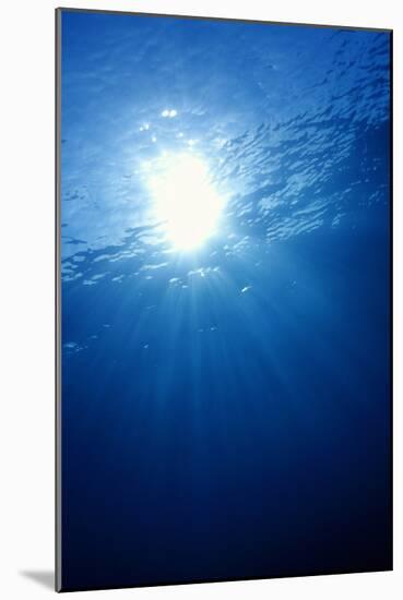 Sunlight Underwater-Matthew Oldfield-Mounted Photographic Print