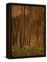 Sunlit Birches, 1924-Gunnar Widforss-Framed Premier Image Canvas