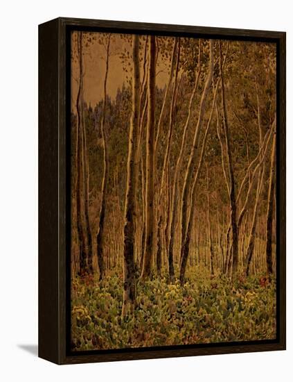 Sunlit Birches, 1924-Gunnar Widforss-Framed Premier Image Canvas