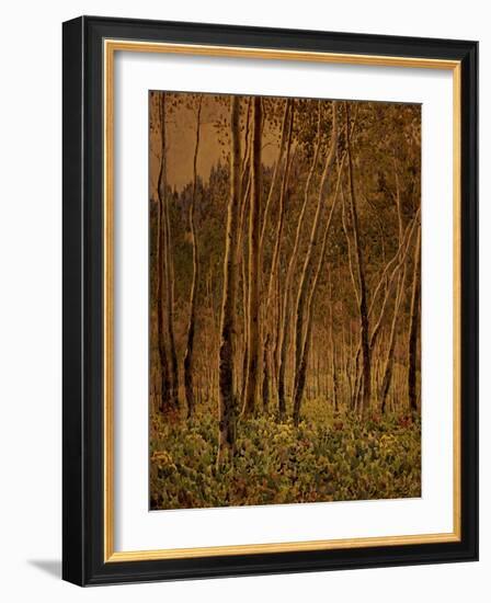 Sunlit Birches, 1924-Gunnar Widforss-Framed Giclee Print