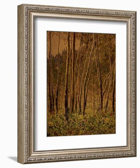 Sunlit Birches, 1924-Gunnar Widforss-Framed Giclee Print