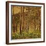 Sunlit Birches, 1924-Gunnar Widforss-Framed Giclee Print