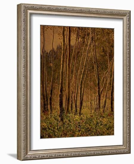 Sunlit Birches, 1924-Gunnar Widforss-Framed Giclee Print