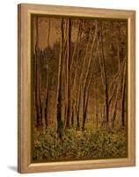 Sunlit Birches, 1924-Gunnar Widforss-Framed Premier Image Canvas