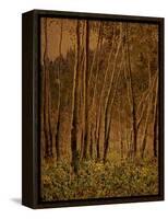 Sunlit Birches, 1924-Gunnar Widforss-Framed Premier Image Canvas