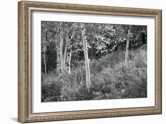 Sunlit Birches I-Sue Schlabach-Framed Art Print