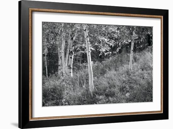Sunlit Birches I-Sue Schlabach-Framed Art Print
