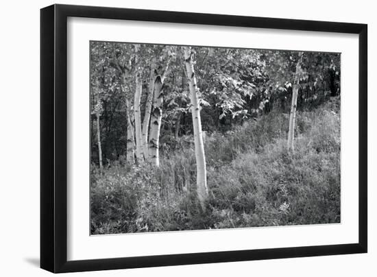 Sunlit Birches I-Sue Schlabach-Framed Art Print