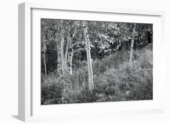 Sunlit Birches I-Sue Schlabach-Framed Art Print