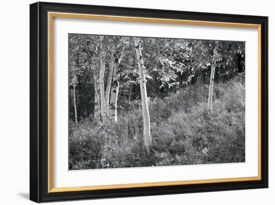 Sunlit Birches I-Sue Schlabach-Framed Art Print