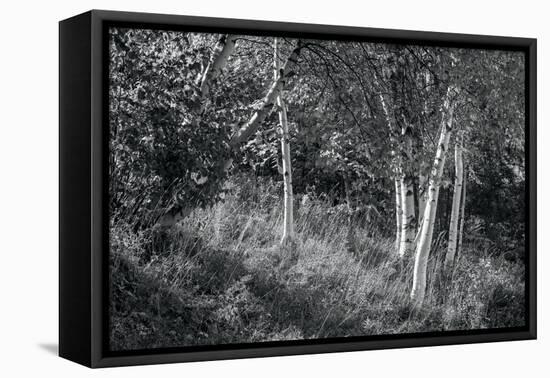 Sunlit Birches II-Sue Schlabach-Framed Stretched Canvas