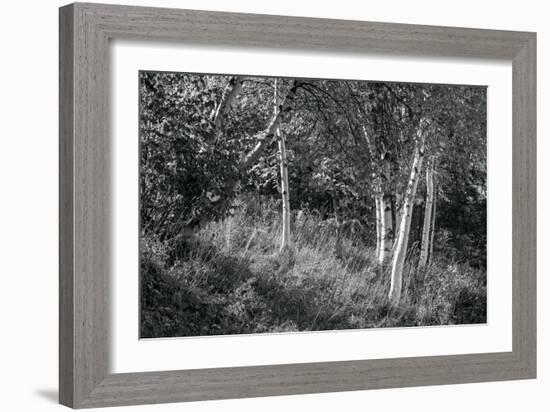 Sunlit Birches II-Sue Schlabach-Framed Art Print