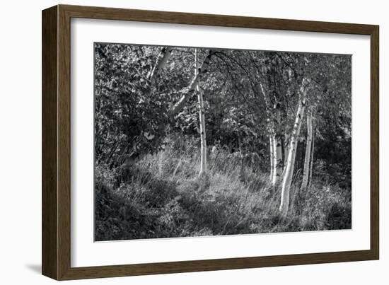 Sunlit Birches II-Sue Schlabach-Framed Art Print