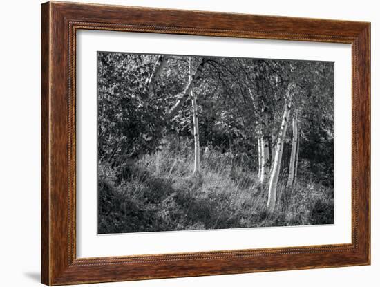 Sunlit Birches II-Sue Schlabach-Framed Art Print