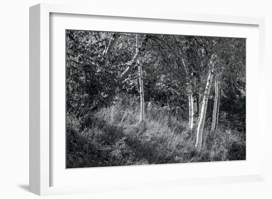 Sunlit Birches II-Sue Schlabach-Framed Art Print