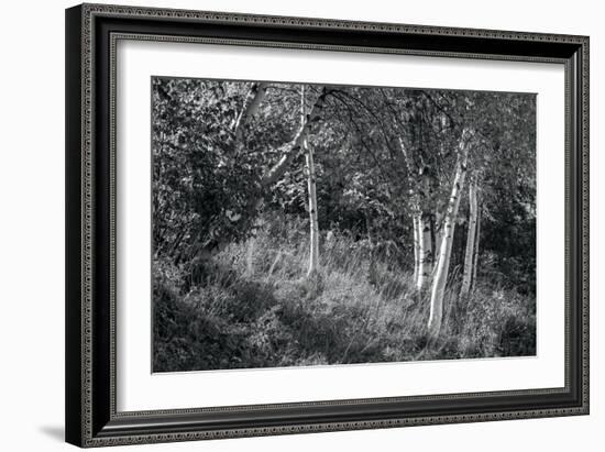 Sunlit Birches II-Sue Schlabach-Framed Art Print