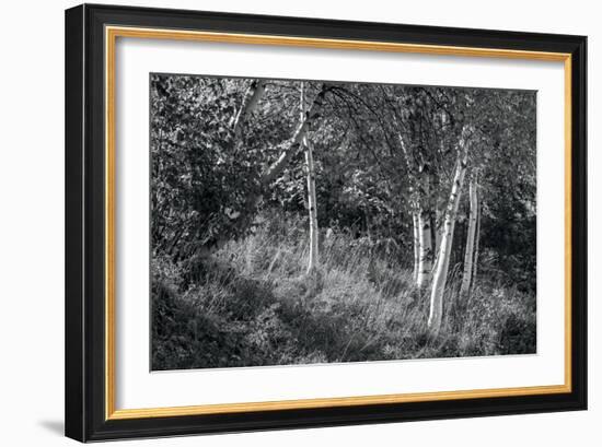 Sunlit Birches II-Sue Schlabach-Framed Art Print