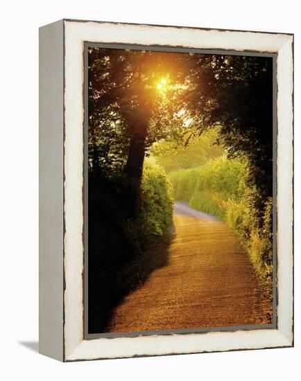 Sunlit Country Lane, Devon, England-Peter Adams-Framed Premier Image Canvas