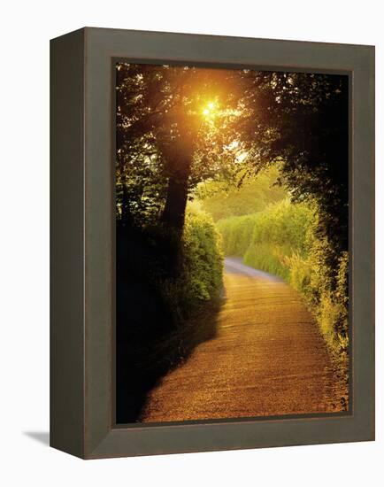 Sunlit Country Lane, Devon, England-Peter Adams-Framed Premier Image Canvas