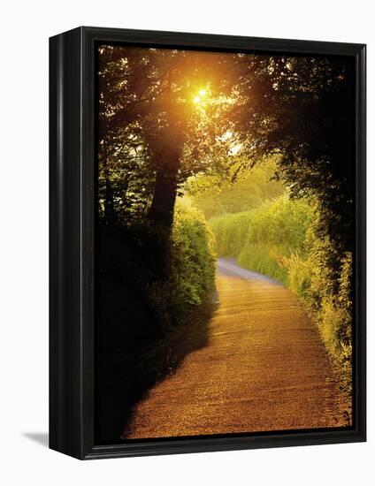 Sunlit Country Lane, Devon, England-Peter Adams-Framed Premier Image Canvas