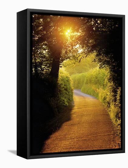 Sunlit Country Lane, Devon, England-Peter Adams-Framed Premier Image Canvas