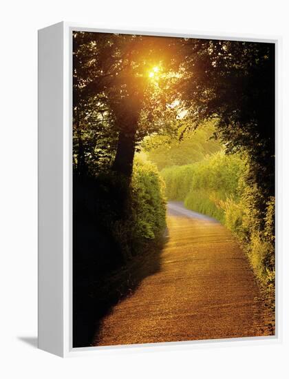 Sunlit Country Lane, Devon, England-Peter Adams-Framed Premier Image Canvas
