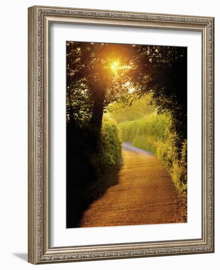 Sunlit Country Lane, Devon, England-Peter Adams-Framed Photographic Print