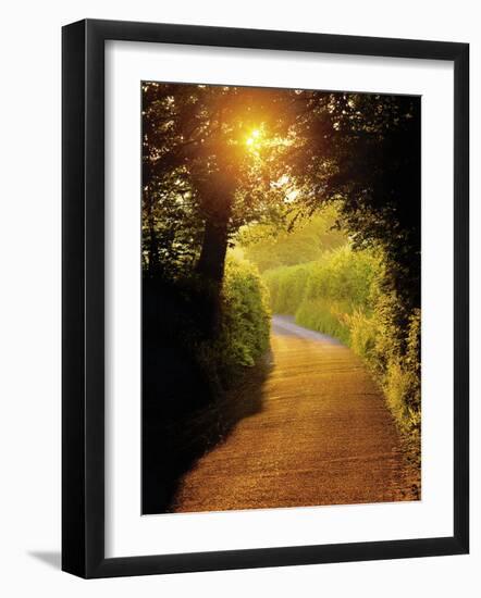 Sunlit Country Lane, Devon, England-Peter Adams-Framed Photographic Print