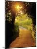 Sunlit Country Lane, Devon, England-Peter Adams-Mounted Photographic Print