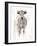 Sunlit Cows I-Danita Delimont-Framed Art Print