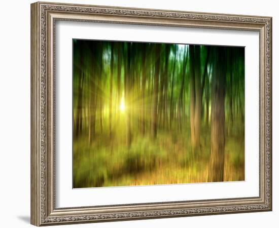 Sunlit Forest,artwork-Victor Habbick-Framed Photographic Print