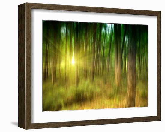 Sunlit Forest,artwork-Victor Habbick-Framed Photographic Print